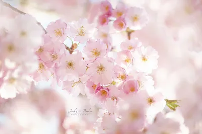 Картинки цветы весна солнце (66 фото) » Картинки и статусы про окружающий  мир вокруг