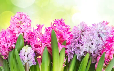 обои : природа, весна, цветы, Нидерланды, Тюльпаны 2560x1600 - Hanako -  1897417 - красивые картинки - WallHere