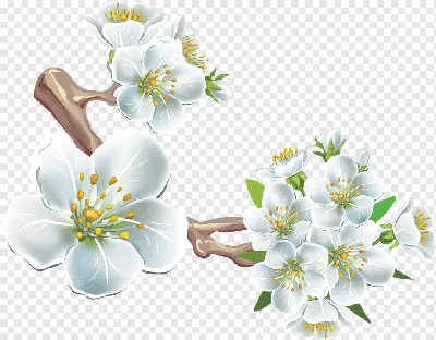 Обои на рабочий стол Нежные весенние цветы вишни, ву Jacky Parker, обои для  рабочего стола, скачать обои, обои бесплатно