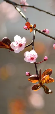 Картинки весна красивые природа вертикальные (70 фото) » Картинки и статусы  про окружающий мир вокруг