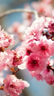 вертикальная фотография картинка весна розовая сакура телефон обои Фон И  картинка для бесплатной загрузки - Pngtree
