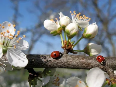 Пришла весна - на рабочий стол - Весна - Природа - Картинки на рабочий стол