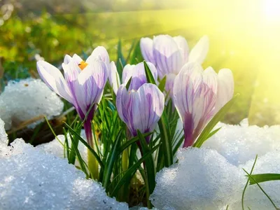 Картинка на рабочий стол весна, макро фото, цветки, природа, цветок,  весенние обои 2560 x 1440