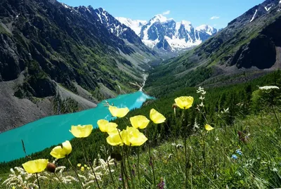 Удивительное время на Алтае – весна! | Altai Travel Guide