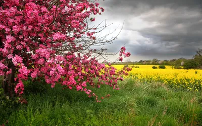 Картинки природа, небо, облако, дом, дерево, поле, цветение, весны - обои  1920x1080, картинка №155695