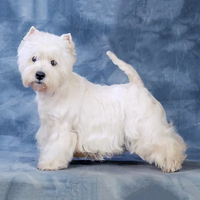 Тримминг ВЕСТ ХАЙЛЕНД УАЙТ Терьера . WEST HIGHLAND WHITE Terrier . Grooming  at home , handstripping - YouTube