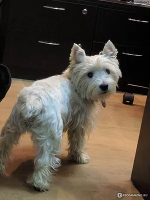 Вест хайленд вайт терьер🐕: купить щенка в Москве, цена - питомник  «Суперминики»