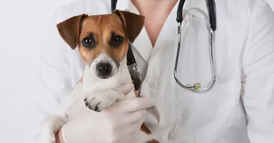 Ветеринарный врач-репродуктолог | Dr.Hug