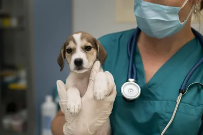 5 причин стать ветеринаром