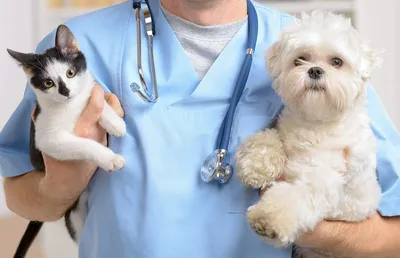 Как обманывают ветеринары: Семь способов, которыми пользуются специалисты в  клиниках