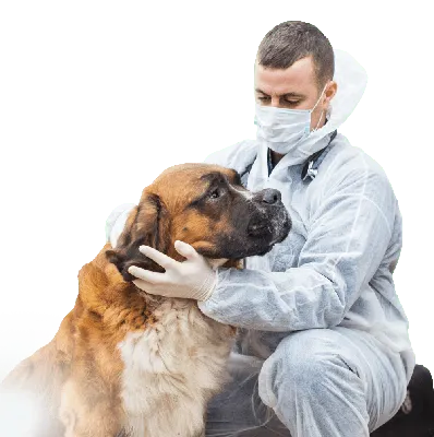 Вызов ветеринара для собаки - PROFVET - ветеринарная клиника