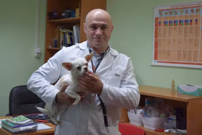 Вызов ветеринара на дом в Минске