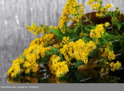 Красивые веточки мимозы в вазе на подоконнике :: Стоковая фотография ::  Pixel-Shot Studio