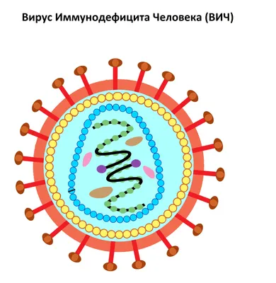 Симптомы ВИЧ / Новости / Поликлиника №7