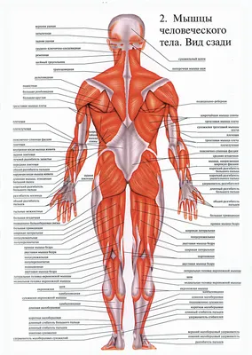 Глотка: вид сзади (вскрыта) - по атласу анатомии