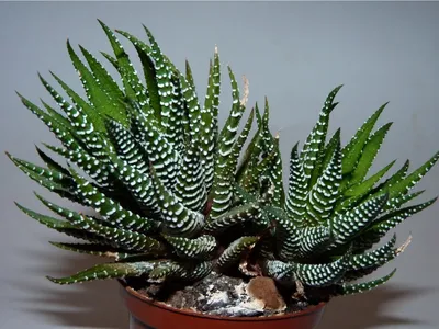 Виды Алоэ (Aloe) | Raritet-plants