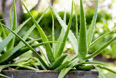 Алоэ — лечебные виды и эффективные рецепты применения | Целебные травы, Алоэ,  Лекарственные растения