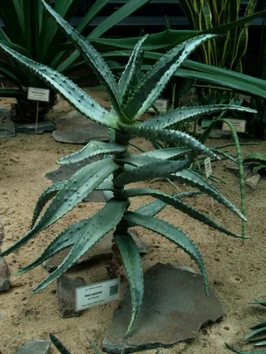 Растение Алоэ вера, купить с доставкой в интернет магазине Агродекор