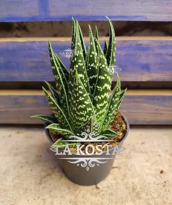 Aloe ferox | Отдел «Ботанические экспозиции»