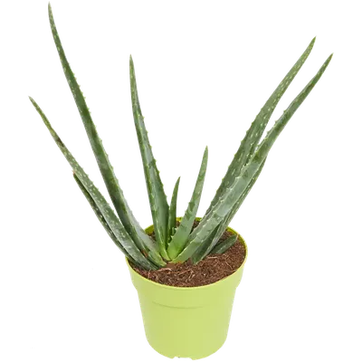 Aloe vera | Отдел «Ботанические экспозиции»