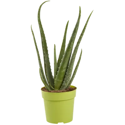Отростки Алоэ или алое (Aloe), 10-20см лист (ID#523761665), цена: 50 ₴,  купить на Prom.ua