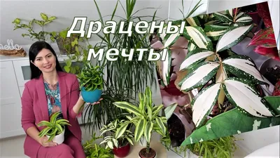 Драцены обзор 9 сортов - Распаковка посылки с неприхотливыми растениями из  Польши - YouTube