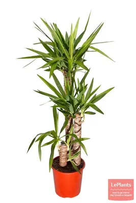 Драцена (Dracaena) — описание, выращивание, фото | на LePlants.ru