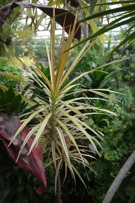 Коллекции растений ЦСБС СО РАН - Dracaena marginata Lam. cv. Tricolor –  Драцена окаймленная (по новым данным Dracaena reflexa var. angustifolia  Baker cv.Tricolor)