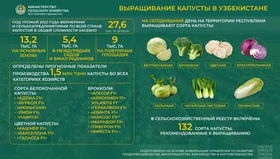 Дари Еду - Капуста — один из самых распространенных овощей на нашем столе.  Состав и свойства капустных овощей очень схожи, но среди них есть всё-таки  фавориты. Какая же полезнее?⠀ ⠀ 🟢Белокочанная капуста⠀
