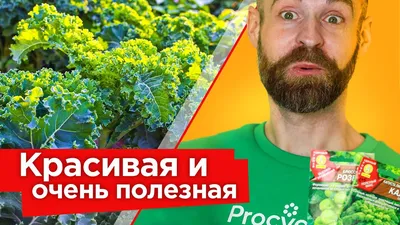 Виды капусты для получения раннего урожая с грядки - Бізнес новини Луганська