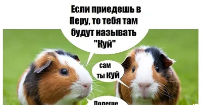 Морские свинки померились красотой в Москве - NEWS.ru - NEWS.ru — 15.09.18