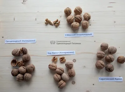 различные виды орехов в деревянных чашах Стоковое Фото - изображение  насчитывающей органическо, фундук: 224133742