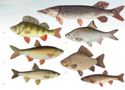 Фотографии речных рыб России: живописные изображения для вдохновения | Речных  рыб россии Фото №730663 скачать