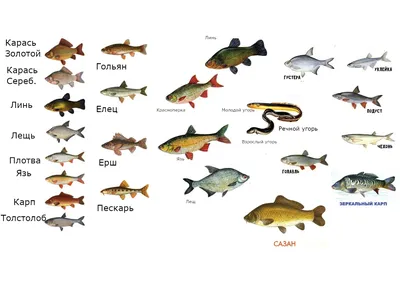 Фотографии речных рыб в формате jpg для загрузки | Виды речных рыб Фото  №731098 скачать