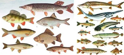 Сколько живут рыбы | Пикабу