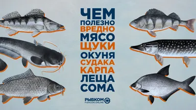 Чем полезно и вредно мясо речной рыбы | fishcom.online