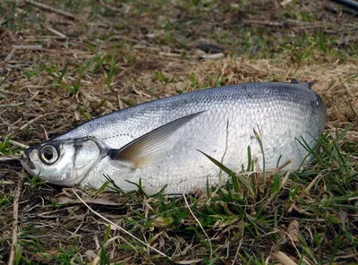 Речная рыба - название, описание и фото. Атлас речных рыб
