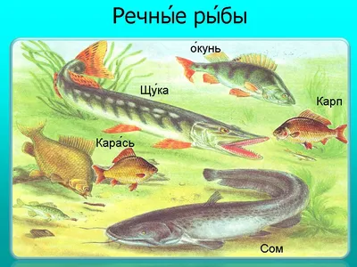 Разновидности речных рыб: виды, список, названия, описание с фото и места  обитания - Truehunter.ru
