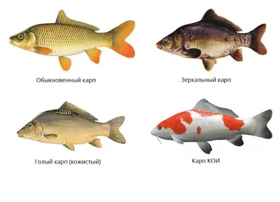 Речная промысловая рыба - картинки и фото poknok.art