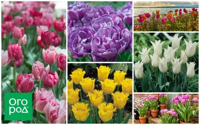 Лучшие сорта тюльпанов Триумф: ТОП-6 для вашего сада