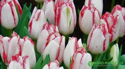 10 лучших сортов тюльпанов для выгонки (названия, фото, описания) | В  цветнике (Огород.ru)