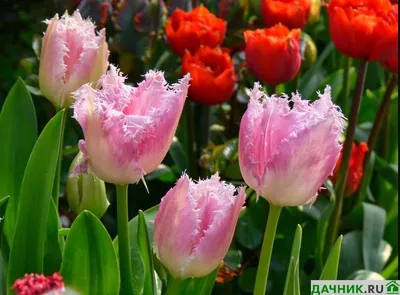 Лучшие сорта тюльпанов Триумф: ТОП-6 для вашего сада