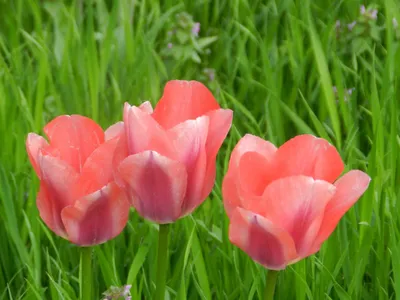 Какие бывают тюльпаны: виды, описания, использование в букетах