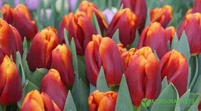 Необычные сорта тюльпанов — Ботаничка