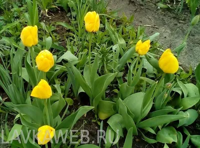 ТОП-10 Самые необычные сорта тюльпанов | Интернет-магазин садовых растений