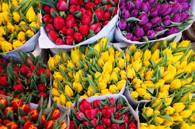 Тюльпаны, сорта которых часто используются садоводами, в подробностях