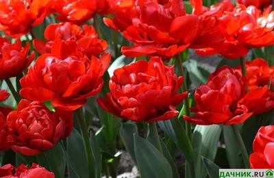 Уникальный Казахстан – аромат тюльпанов в работах жамбылского фотографа