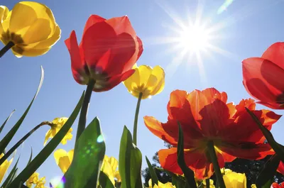 Как и какие выбрать тюльпаны? - посадка, уход, фото, как вырастить и  собрать урожай - «Блог Флориум.юа» 2024