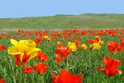 Тюльпан Триумф Жёлтый (Tulipa Triumph Yellow) - Тюльпаны Триумф - Тюльпаны  - Луковичные - Каталог - Kamelia-gardens.ru