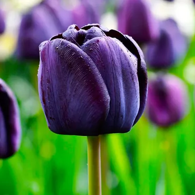 Цветы тюльпаны — фото и уход | Любимые цветы